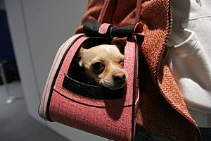Pocket Puppy in it's own private mobile home Pocket Puppy in it's own private mobile home