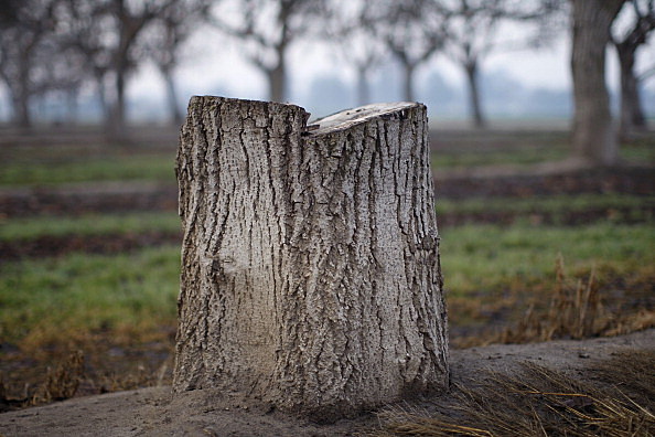 Tree stump Tree stump