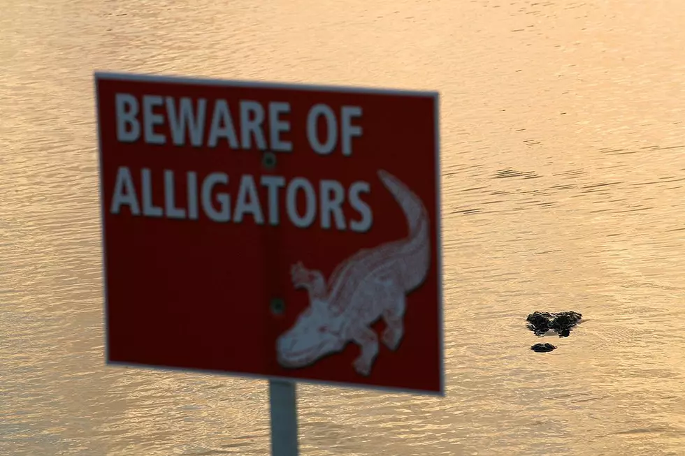 Texas Girl Scout Troop Swims for Their Lives As Alligator Mere Feet Away!