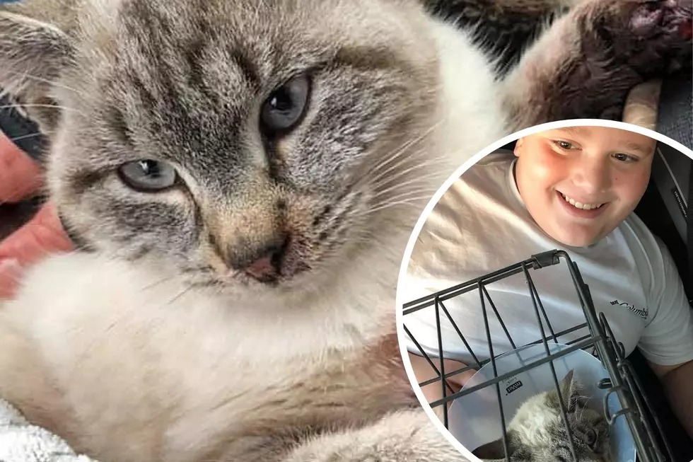 Good Samaritan Anonymously Pays Vet Bill for Cat Saved by Boy